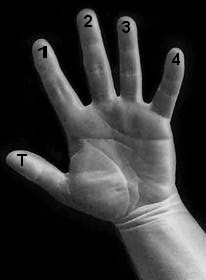 Left Hand Finger Diagram